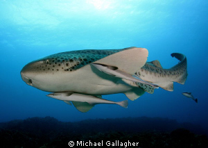 Leopard shark with a trio of remoras, Byron Bay, Australia by Michael Gallagher 